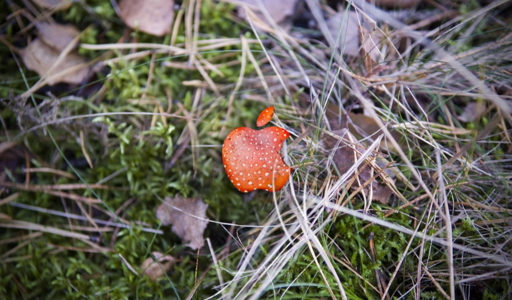 Apple Red Mushroom Background Computer