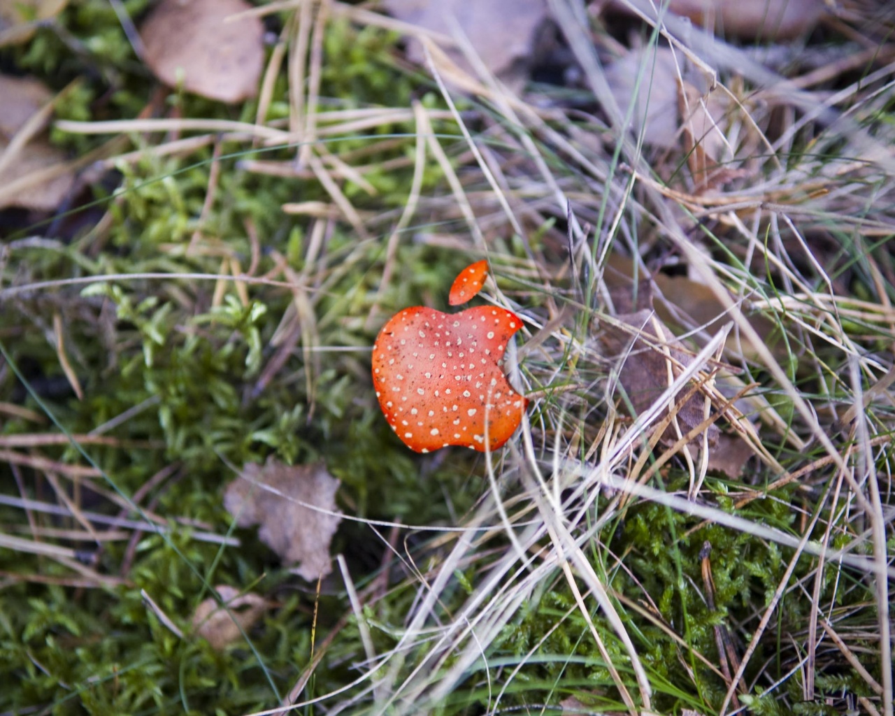 Apple Red Mushroom Background Computer