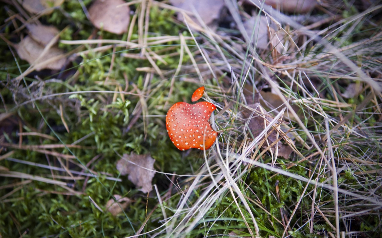 Apple Red Mushroom Background Computer