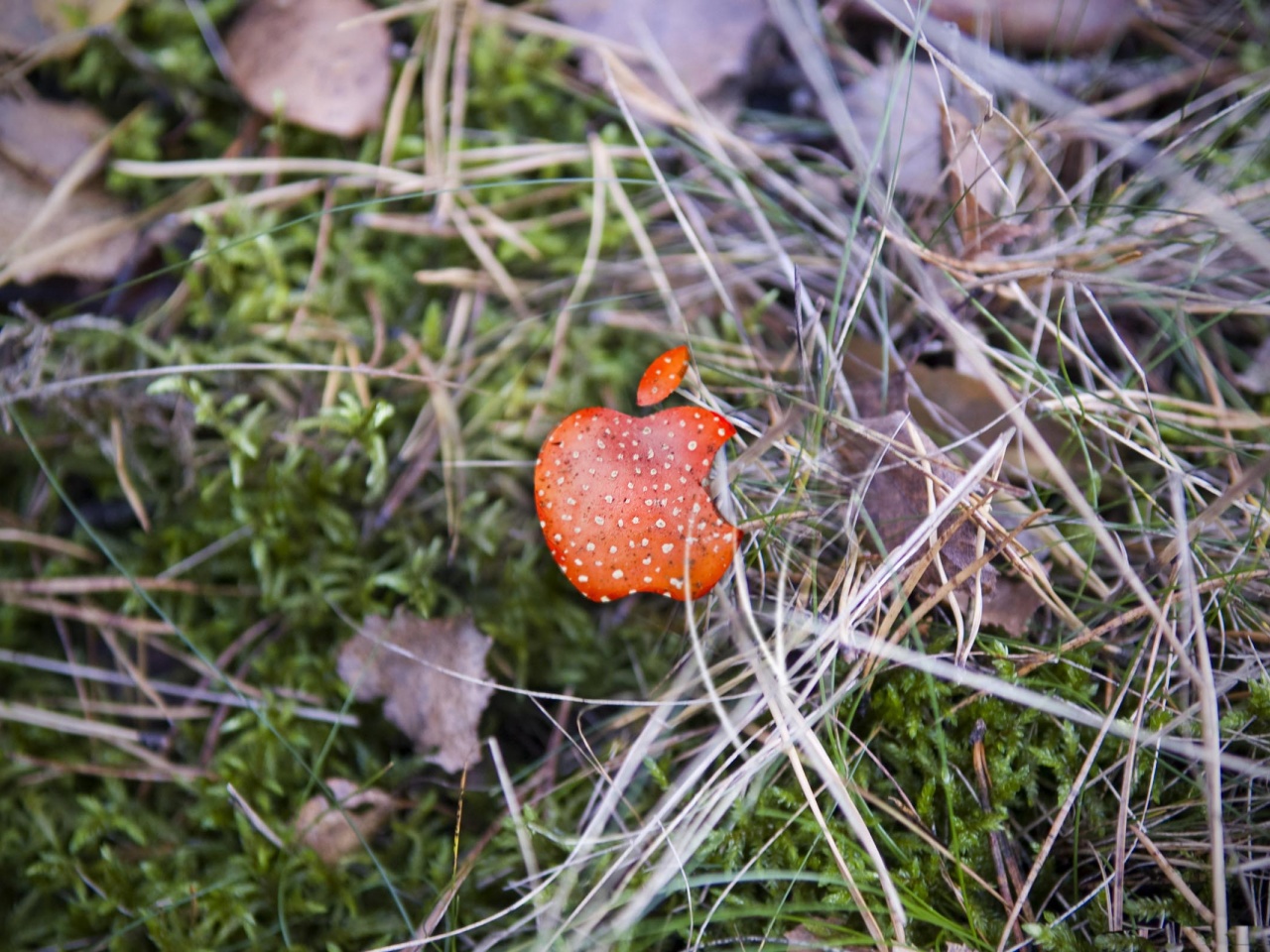 Apple Red Mushroom Background Computer