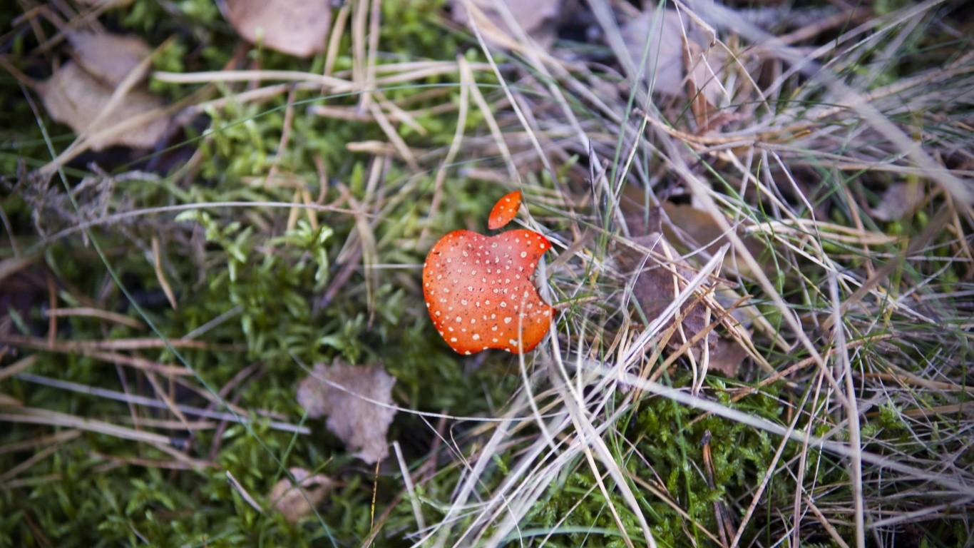 Apple Red Mushroom Background Computer