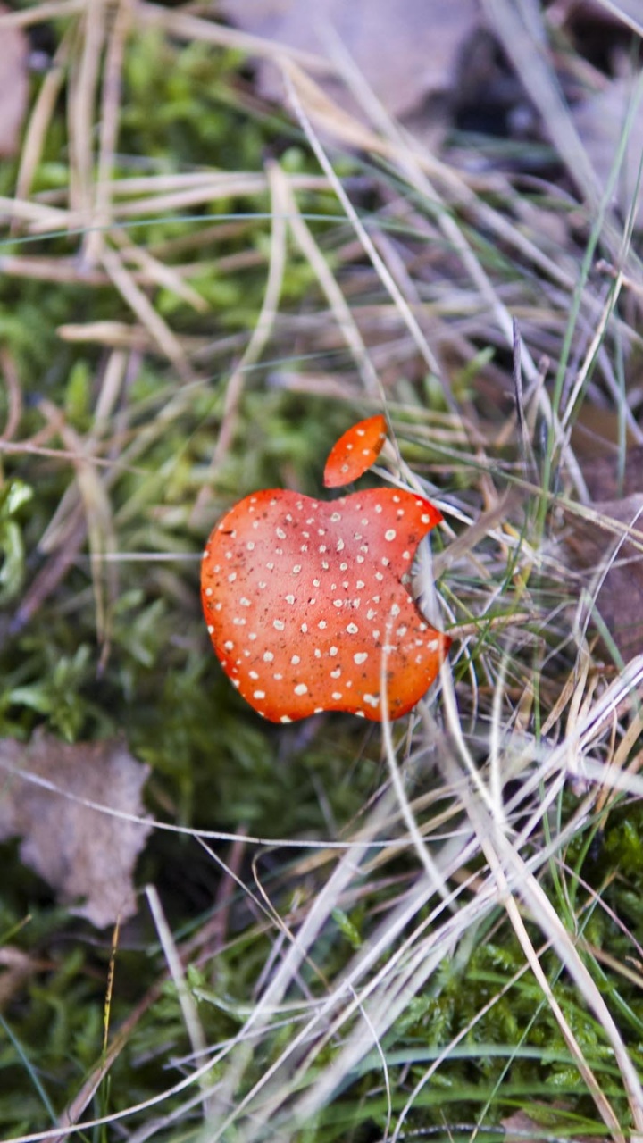 Apple Red Mushroom Background Computer