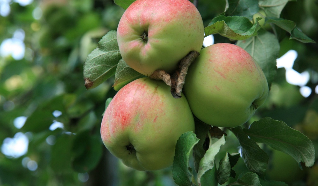 Apple Tree With Green Apples