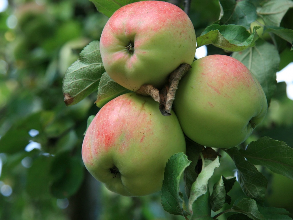 Apple Tree With Green Apples