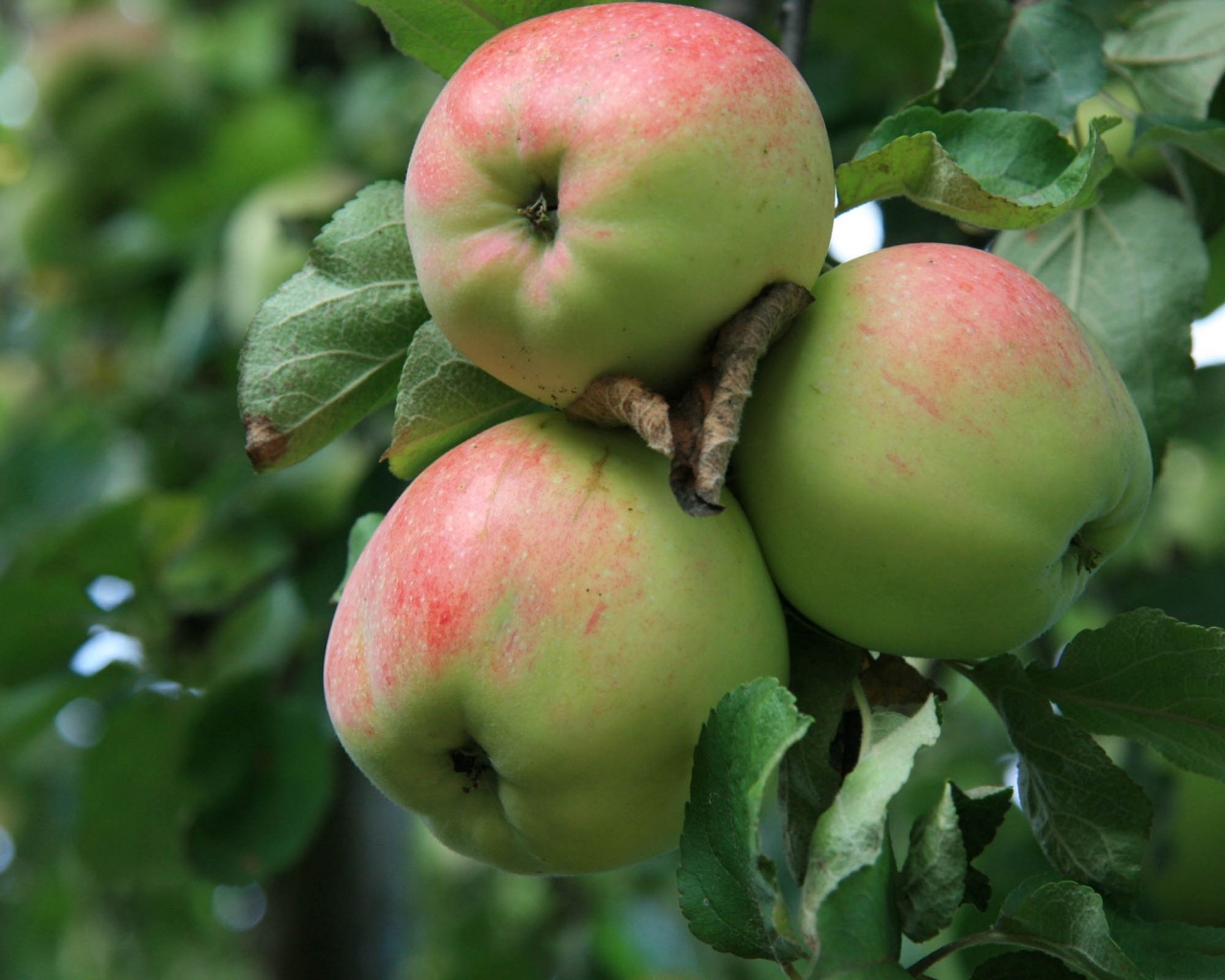 Apple Tree With Green Apples