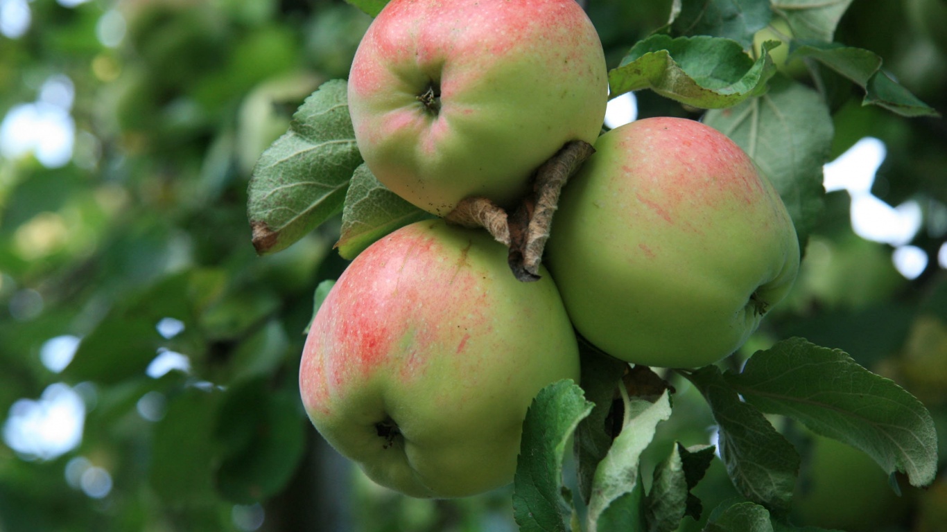 Apple Tree With Green Apples