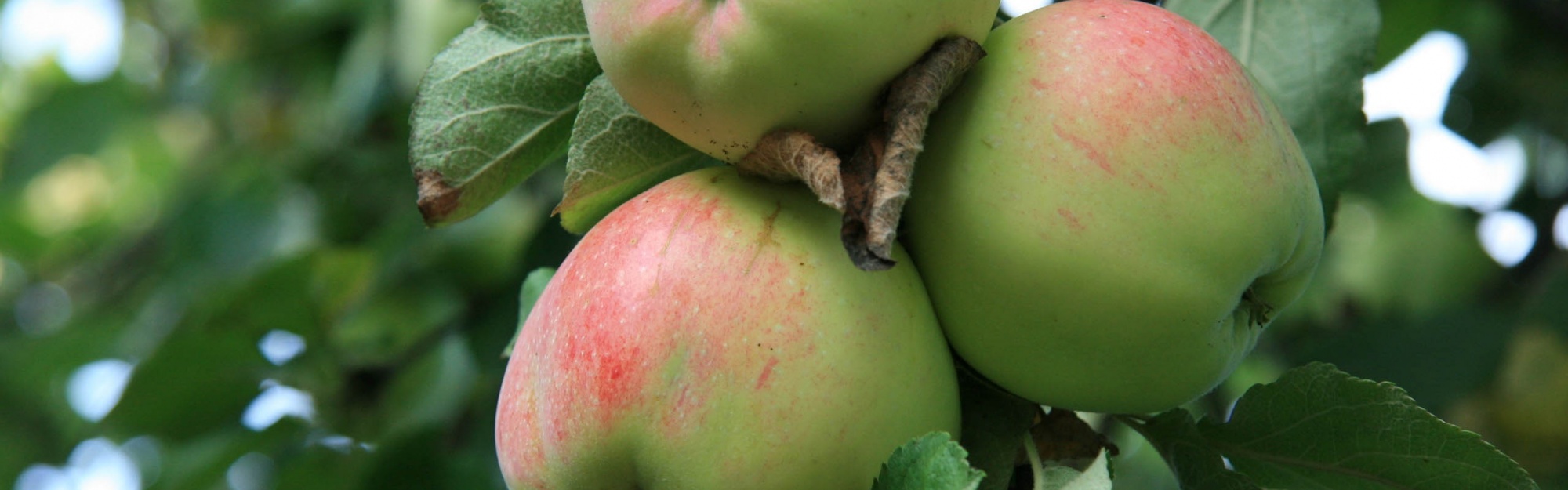 Apple Tree With Green Apples