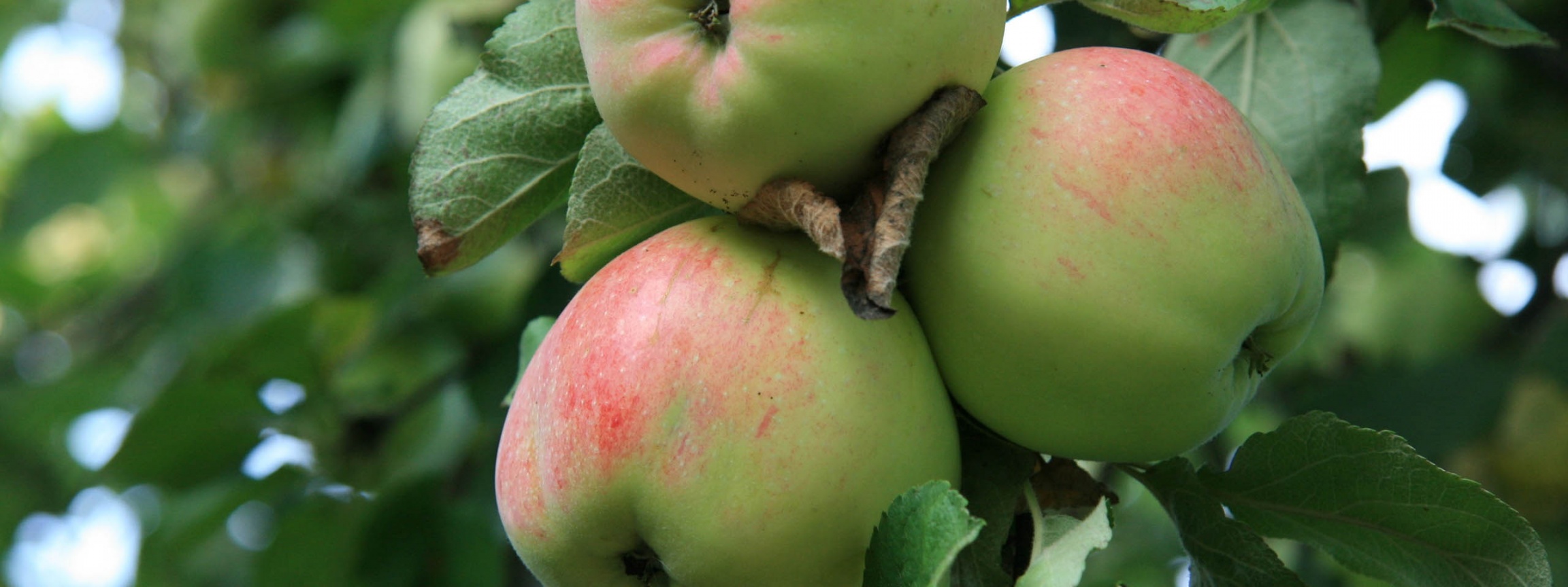 Apple Tree With Green Apples