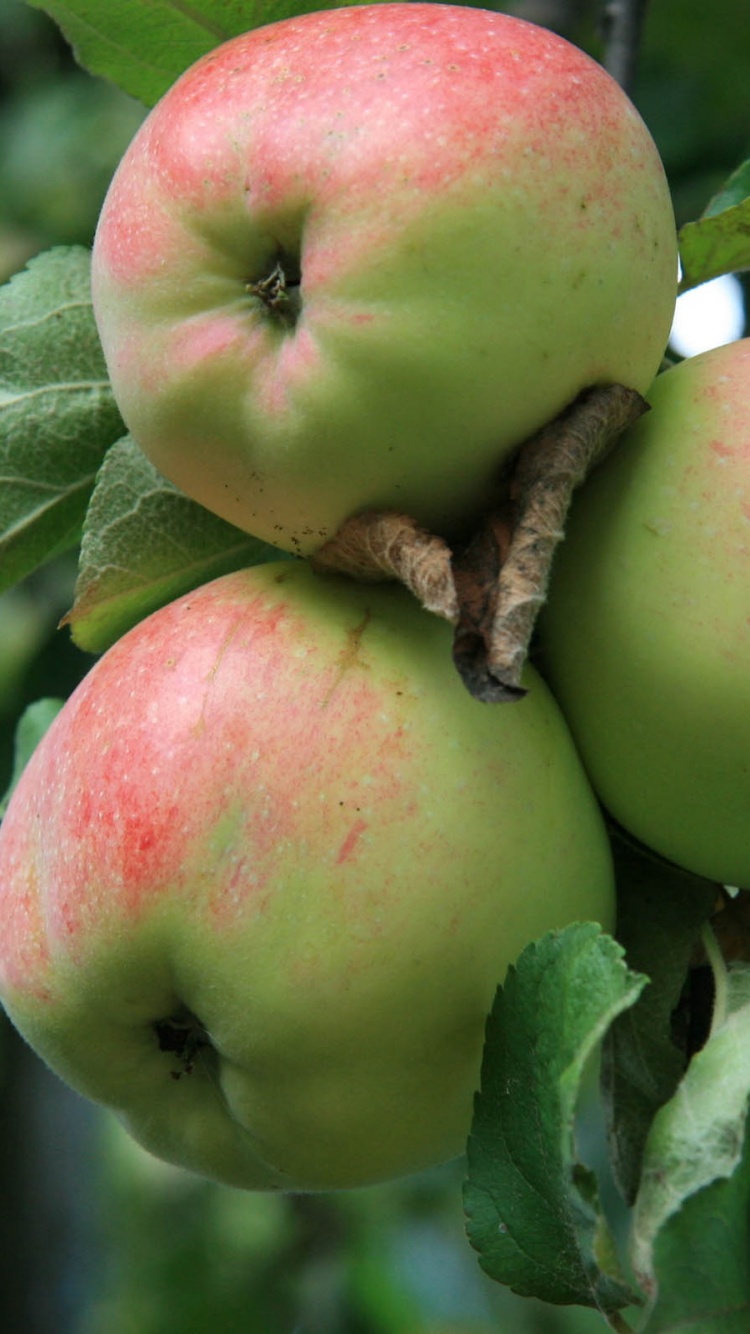 Apple Tree With Green Apples