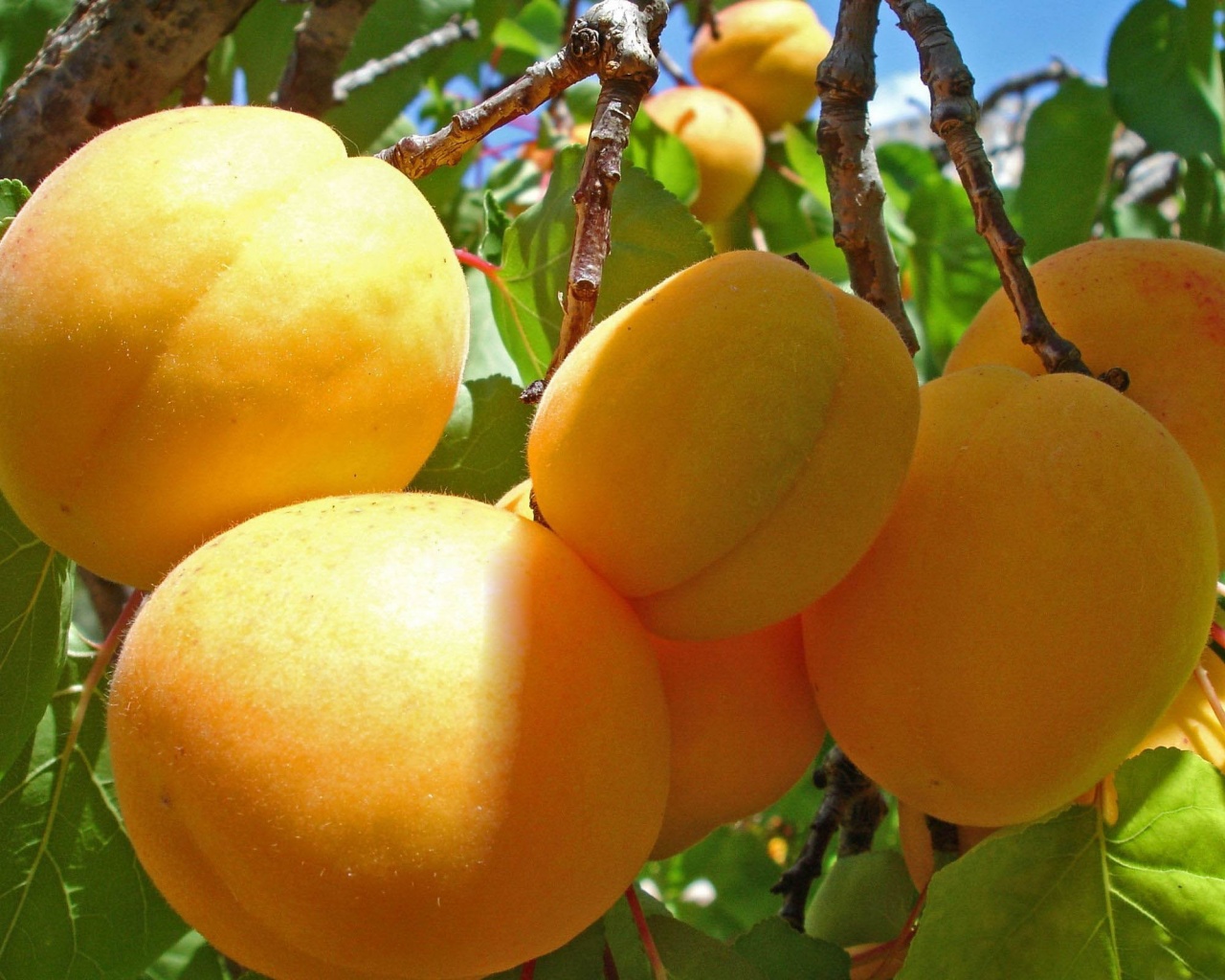 Apricot Fruits