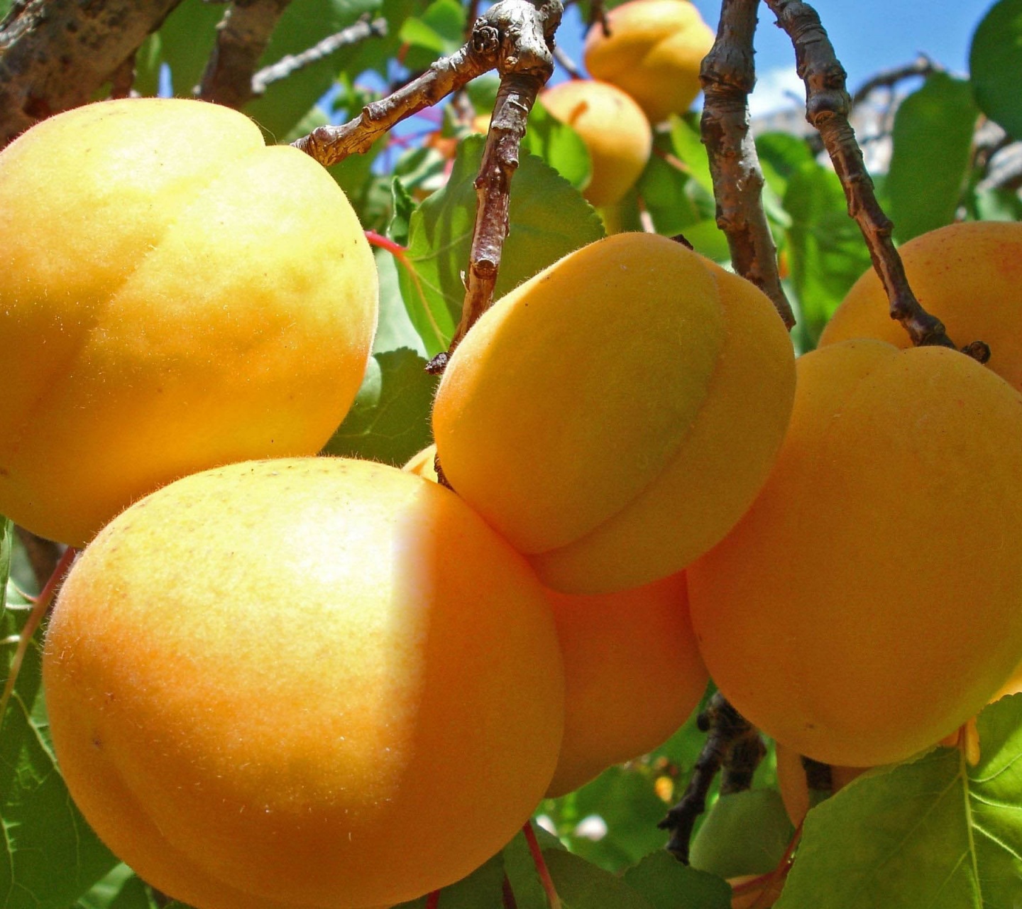 Apricot Fruits