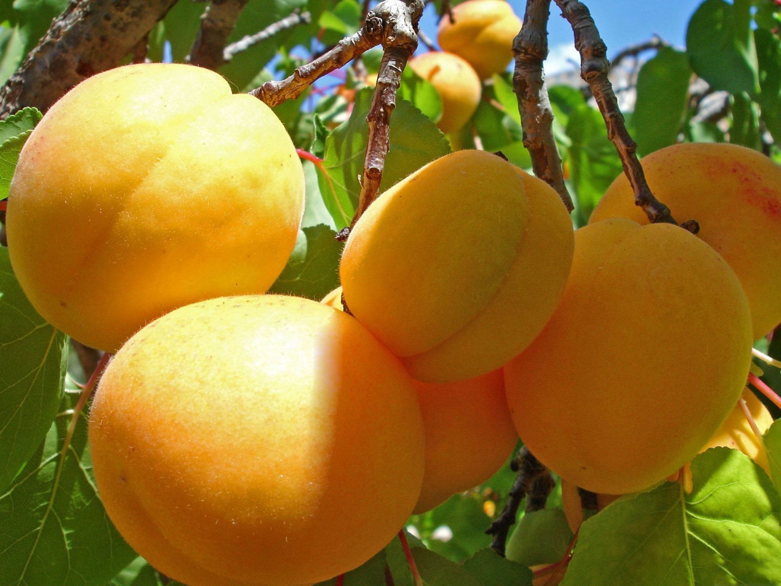 Apricot Fruits