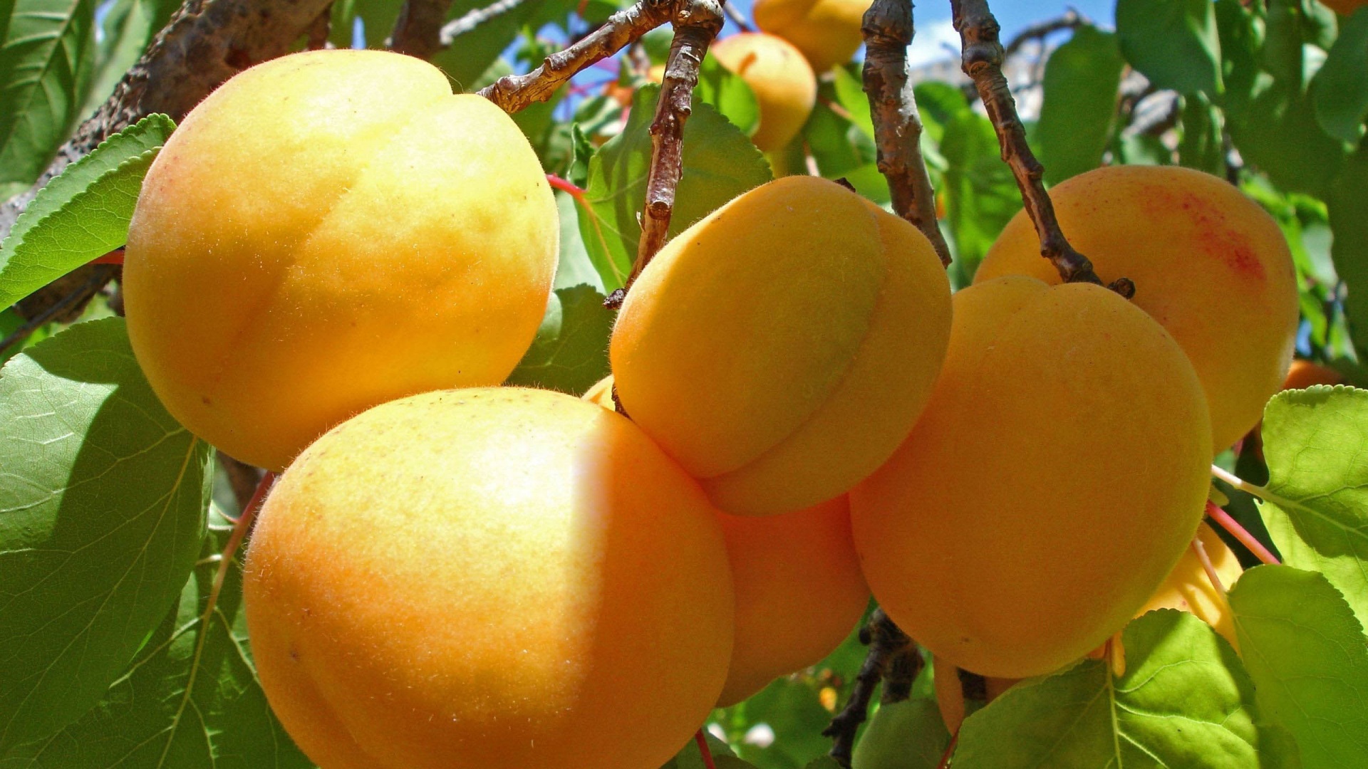 Apricot Fruits