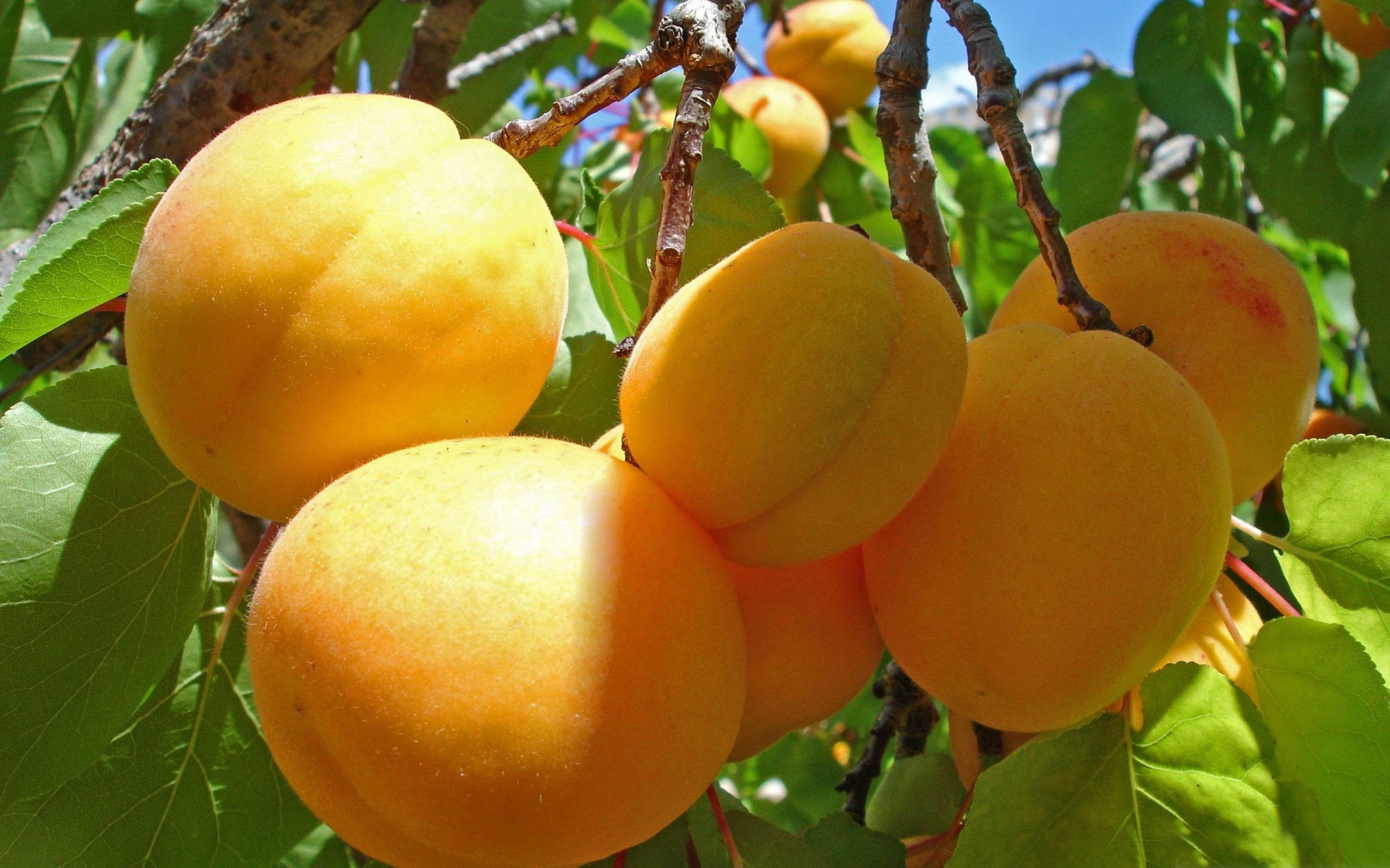 Apricot Fruits