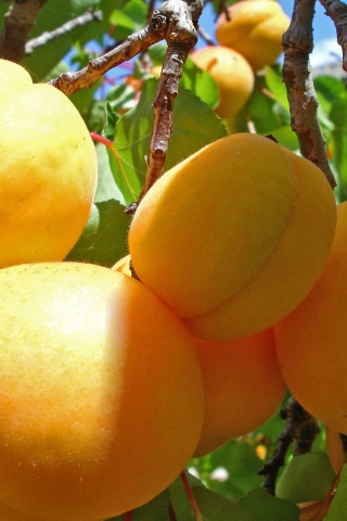 Apricot Fruits