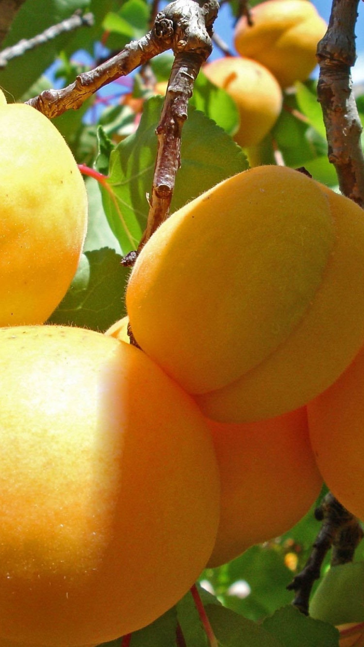 Apricot Fruits