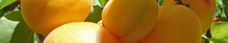 Apricot Fruits