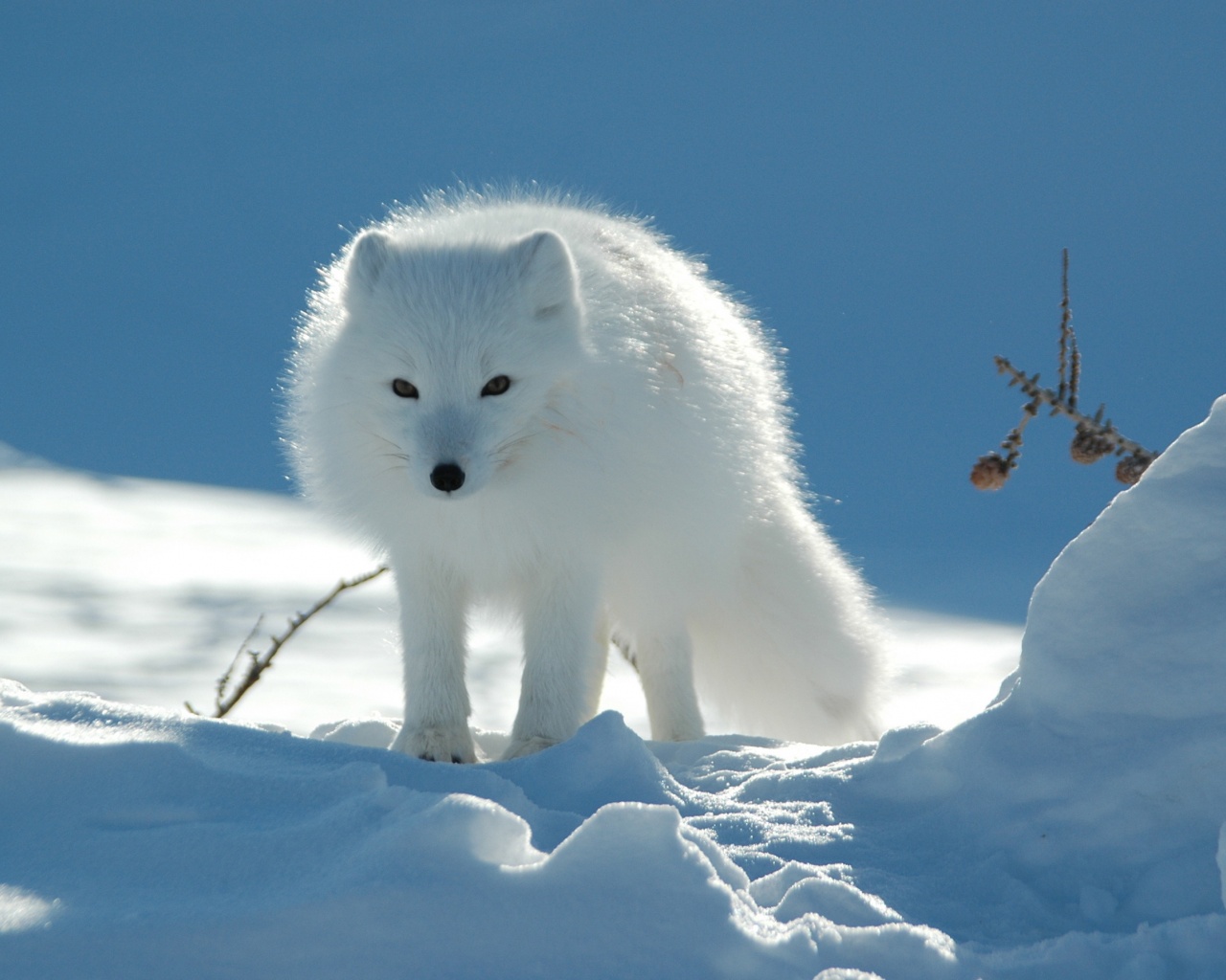 Arctic Fox In The Snow