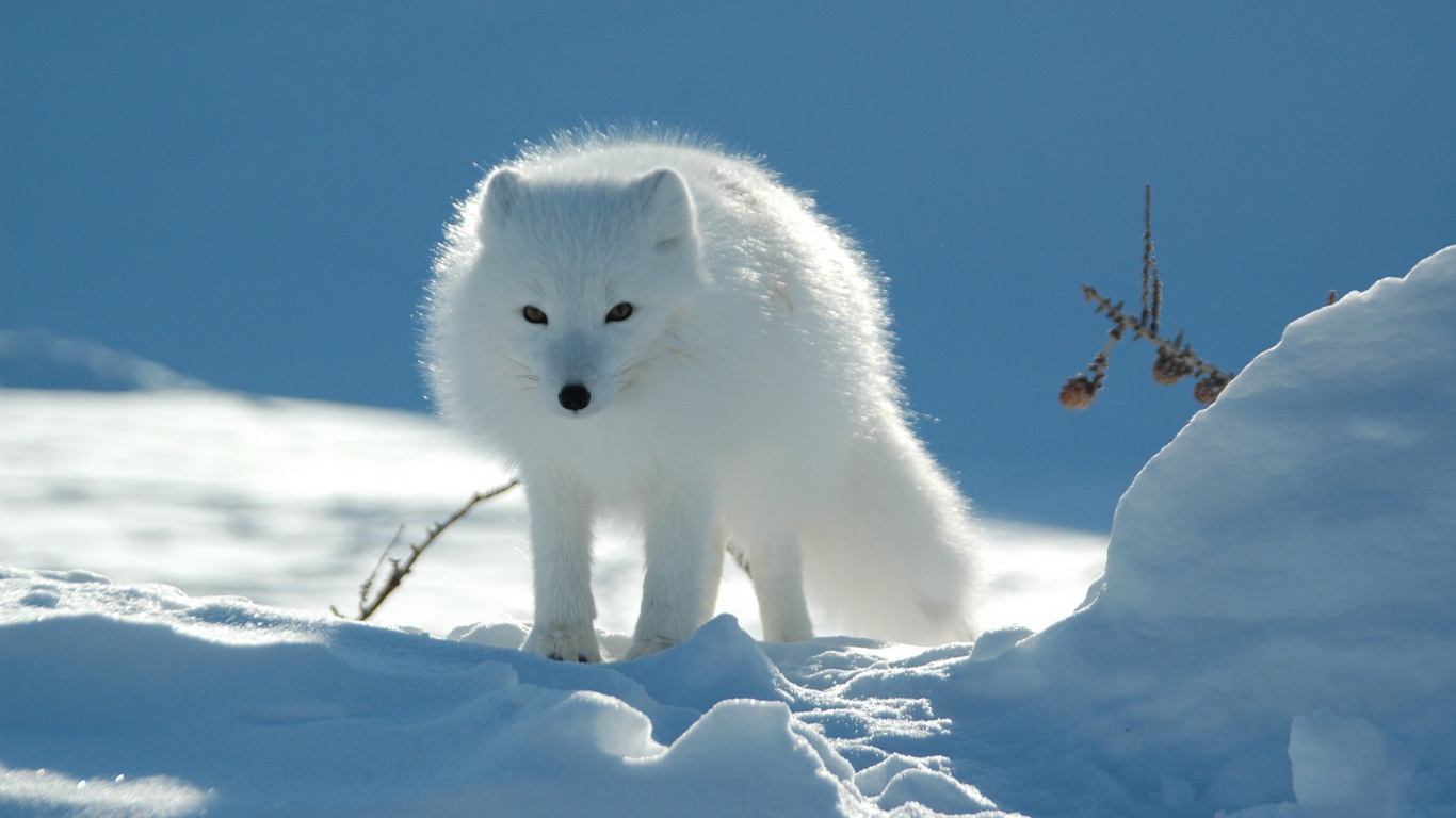 Arctic Fox In The Snow