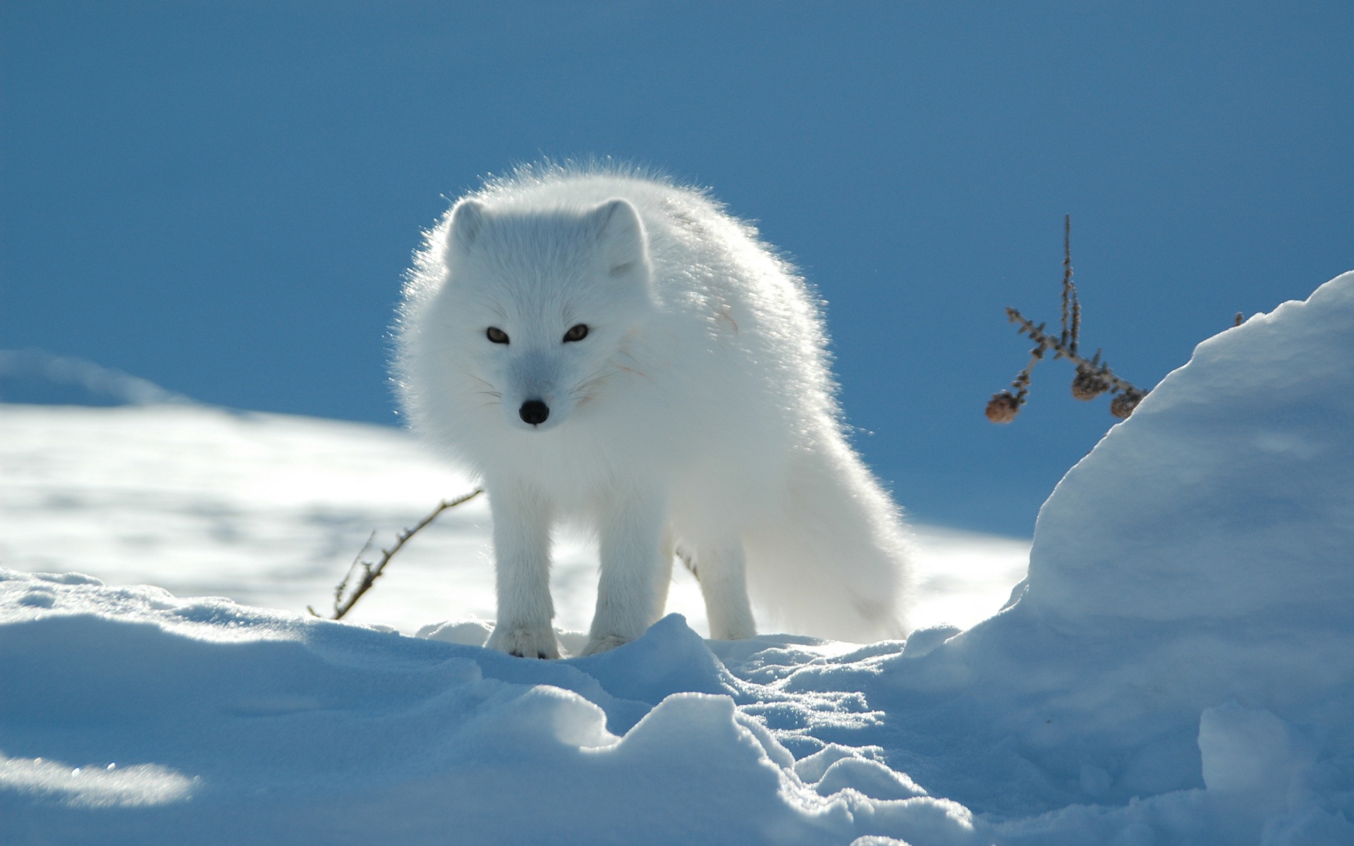 Arctic Fox In The Snow