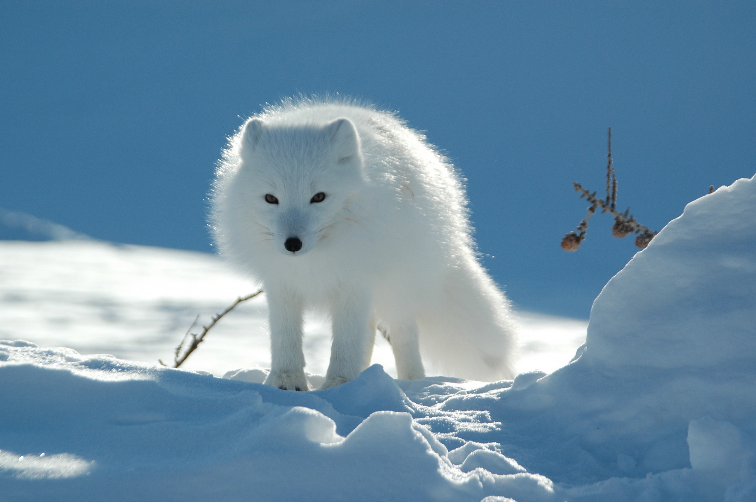 Arctic Fox In The Snow