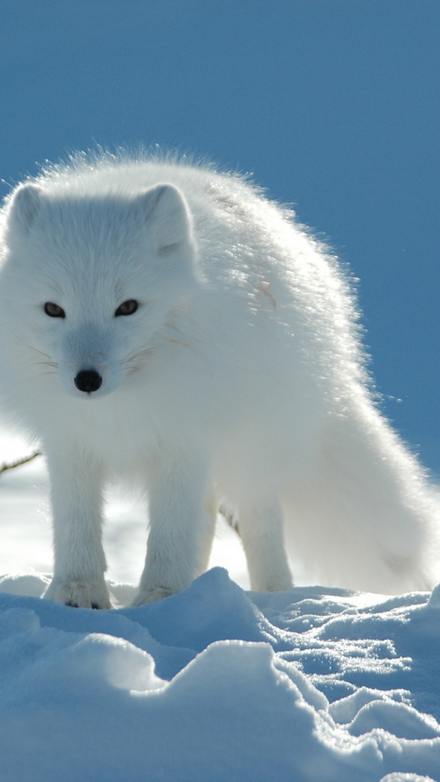 Arctic Fox In The Snow