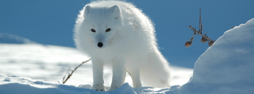 Arctic Fox In The Snow