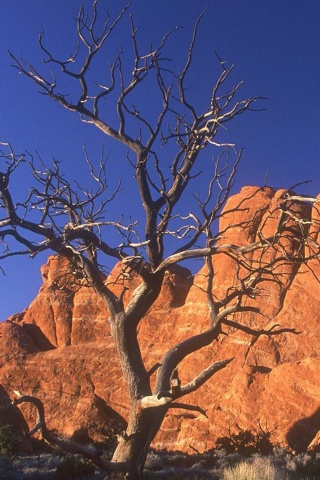 Arid Desert Utah