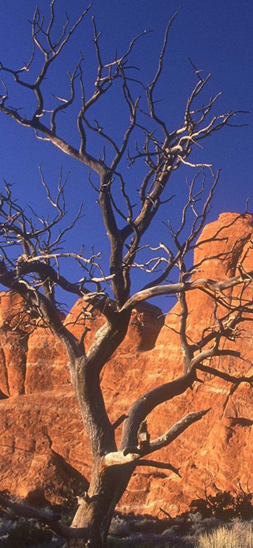 Arid Desert Utah