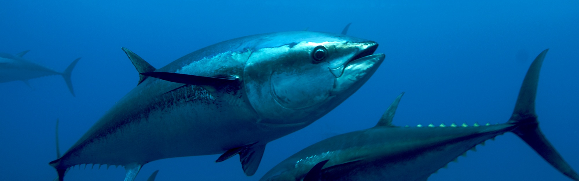 Atlantic Bluefin Tuna