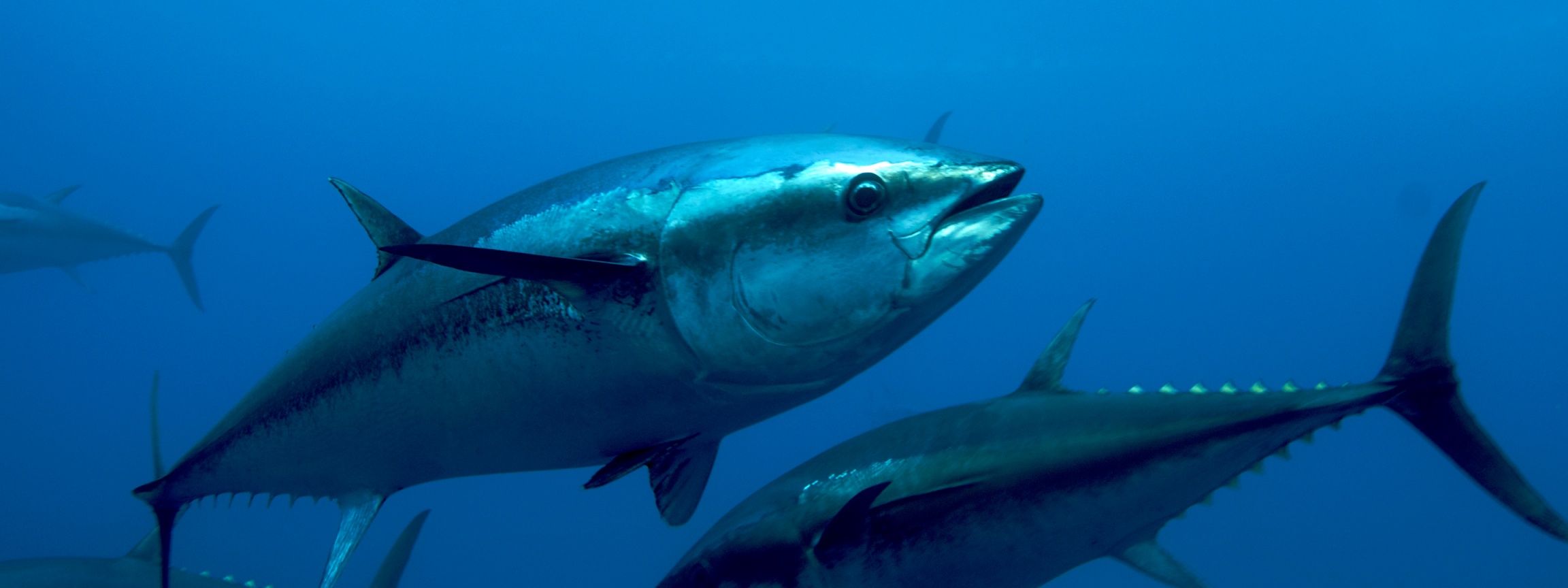 Atlantic Bluefin Tuna