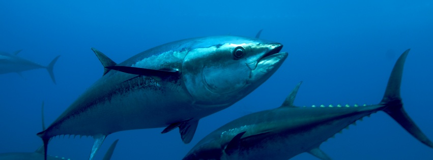 Atlantic Bluefin Tuna