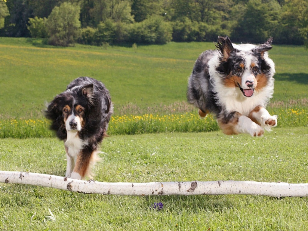 Australian Sheperds