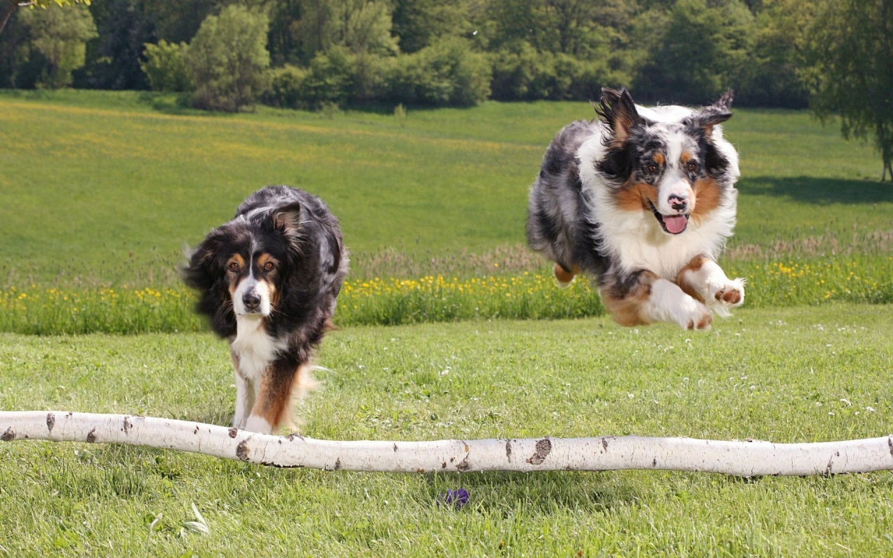 Australian Sheperds