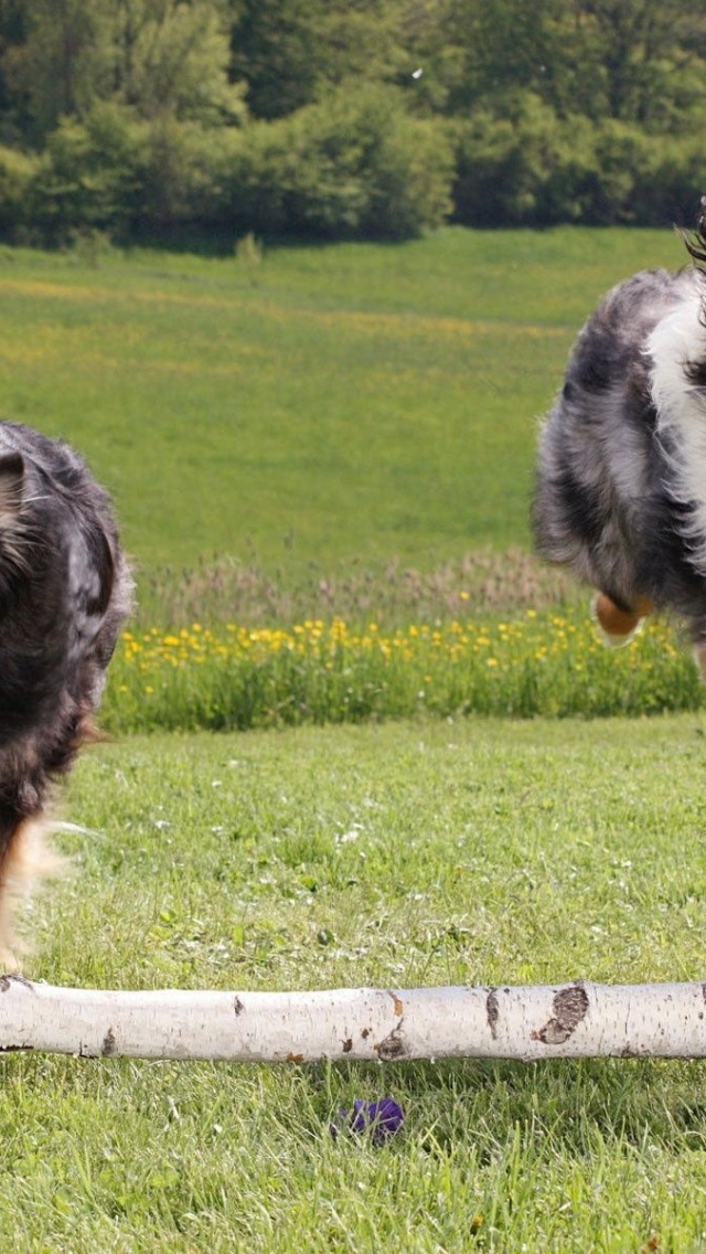 Australian Sheperds