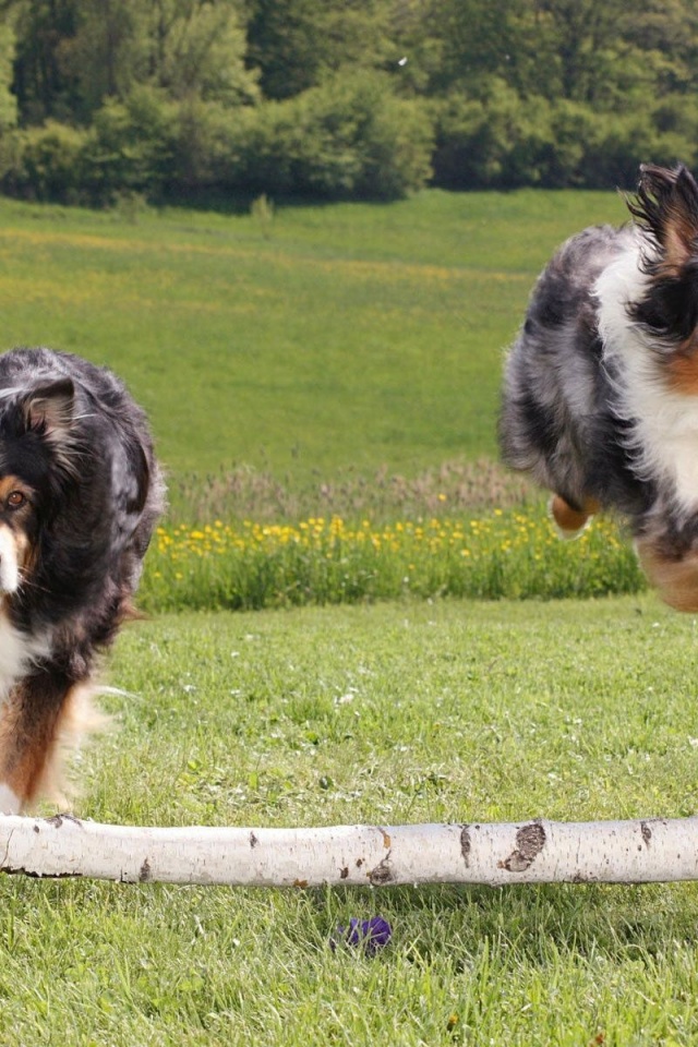 Australian Sheperds