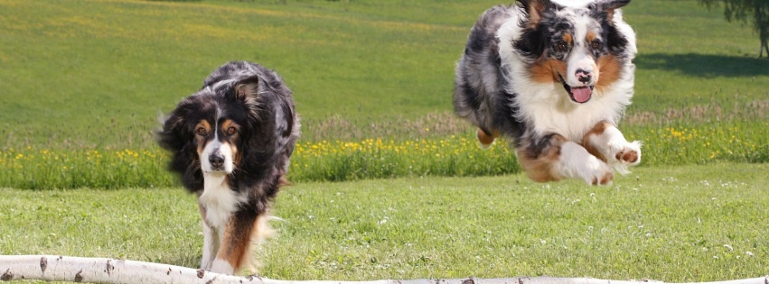 Australian Sheperds