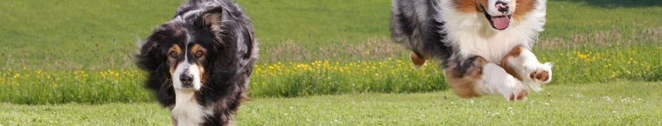 Australian Sheperds