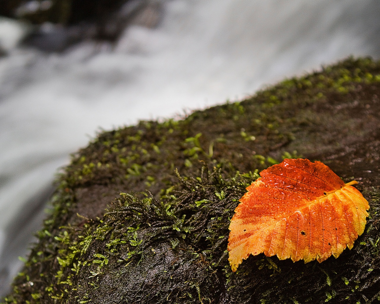 Autumn And Leaf