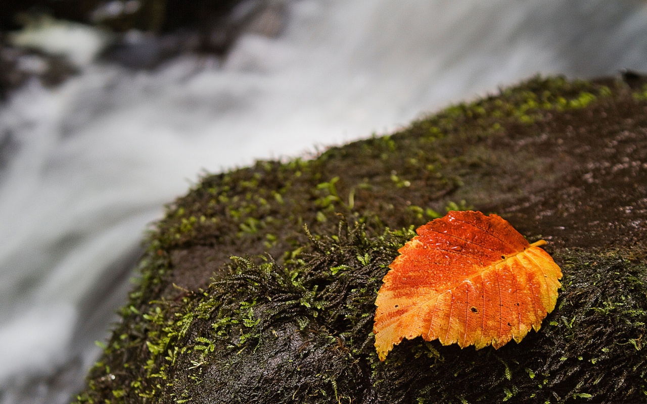 Autumn And Leaf