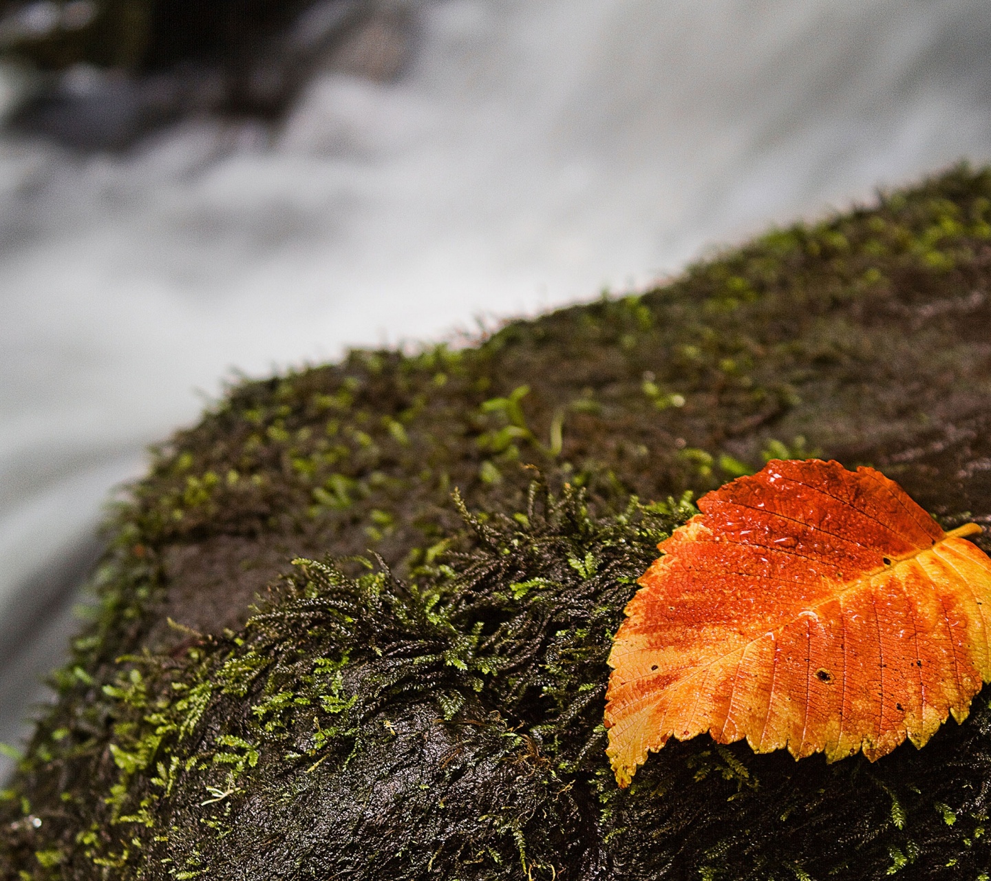 Autumn And Leaf