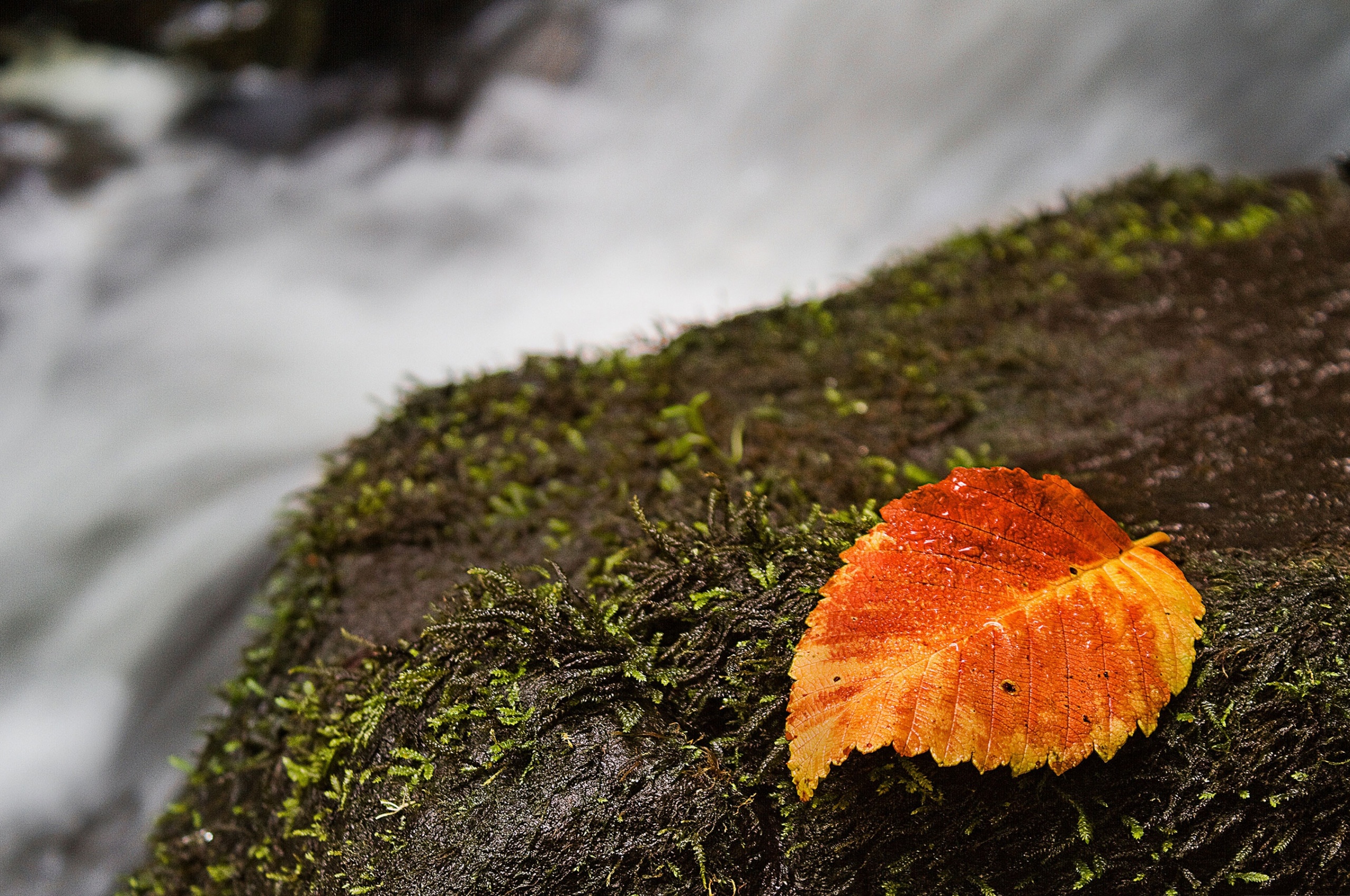 Autumn And Leaf