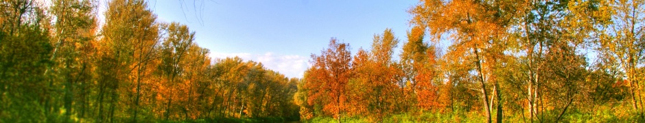 Autumn Color And River