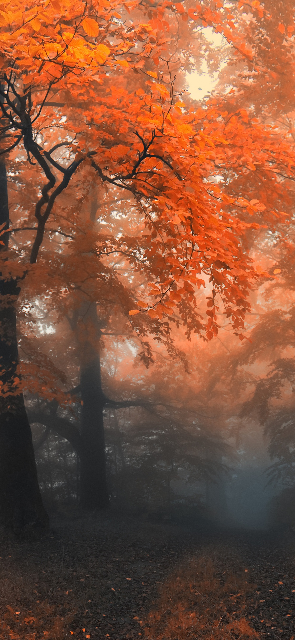 Autumn Colors And Fog