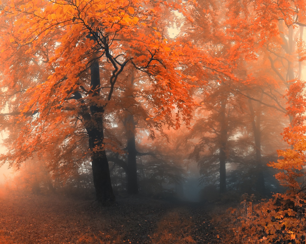 Autumn Colors And Fog