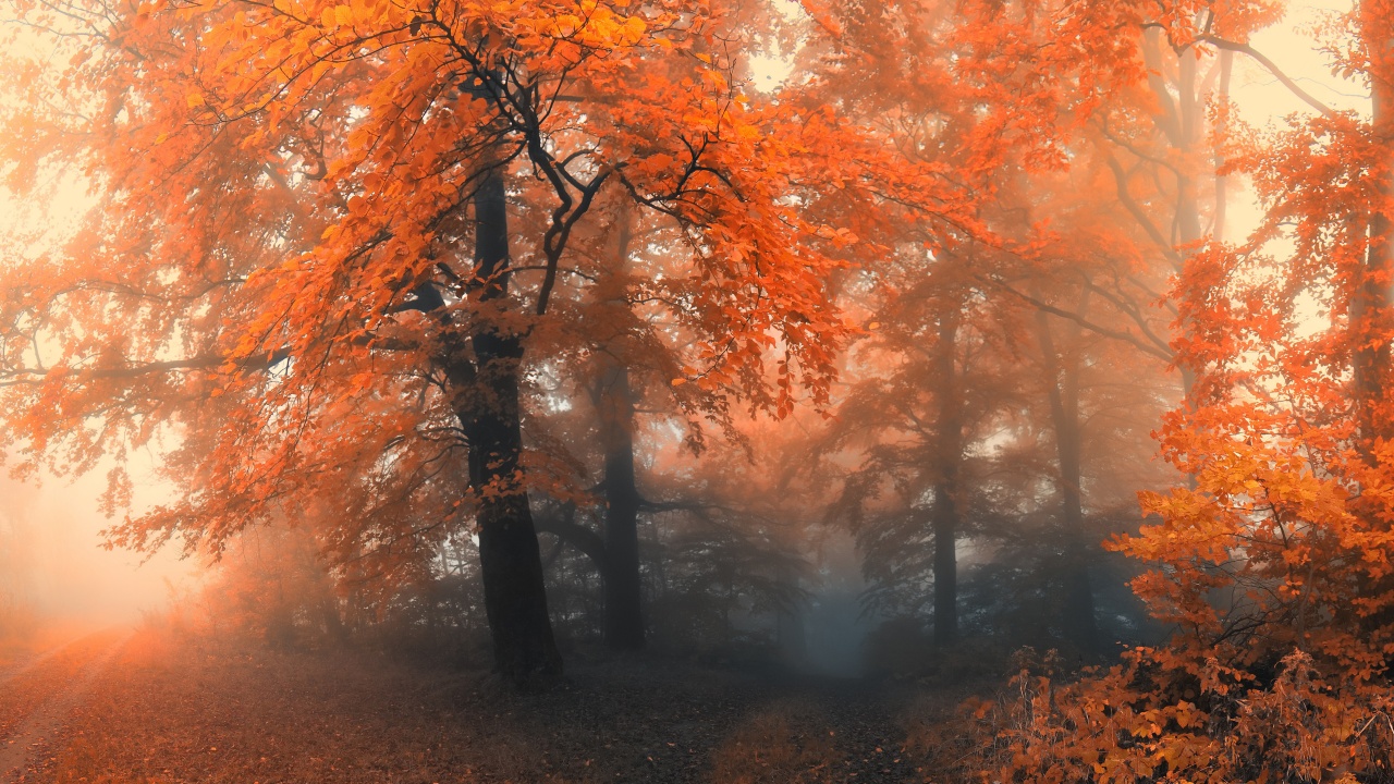 Autumn Colors And Fog