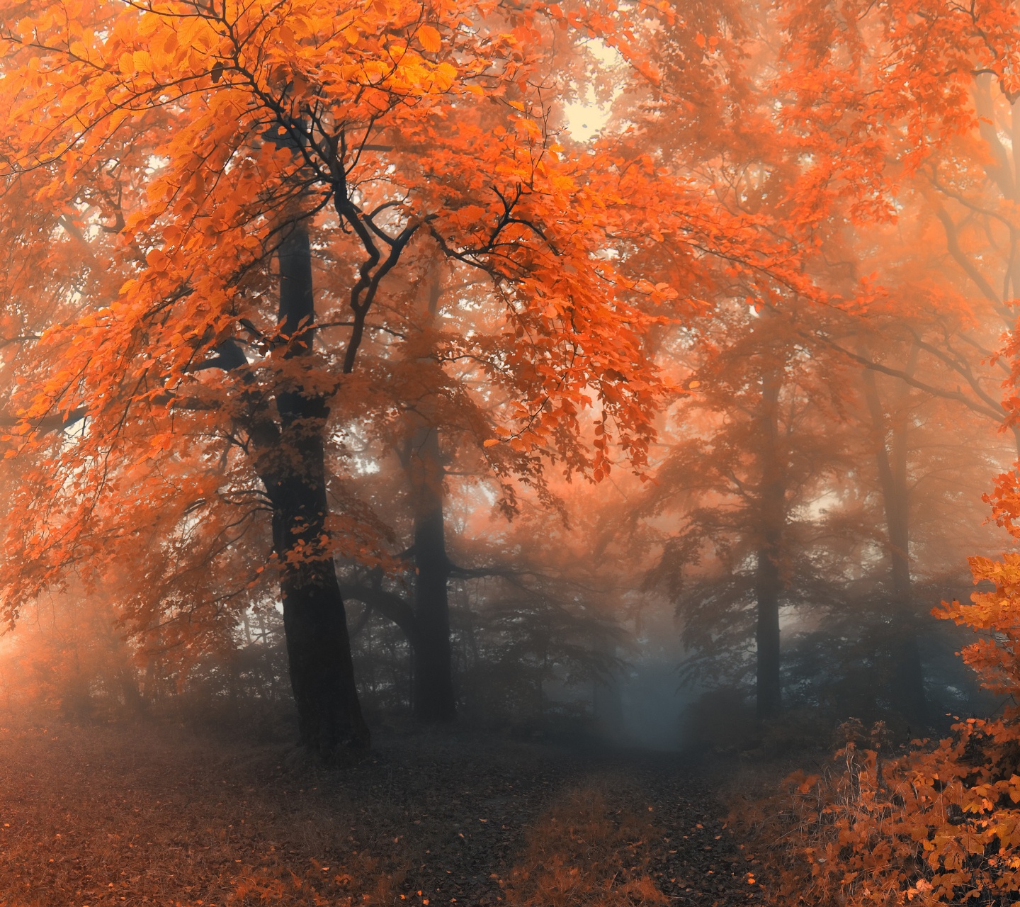 Autumn Colors And Fog