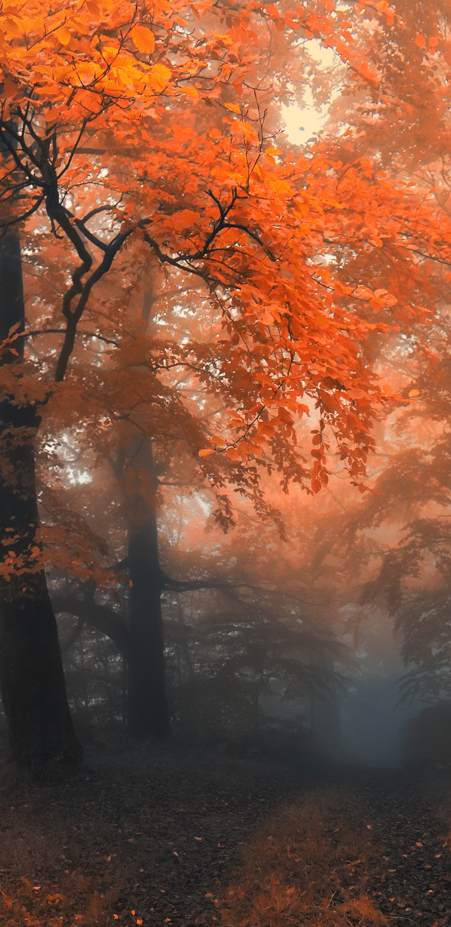 Autumn Colors And Fog