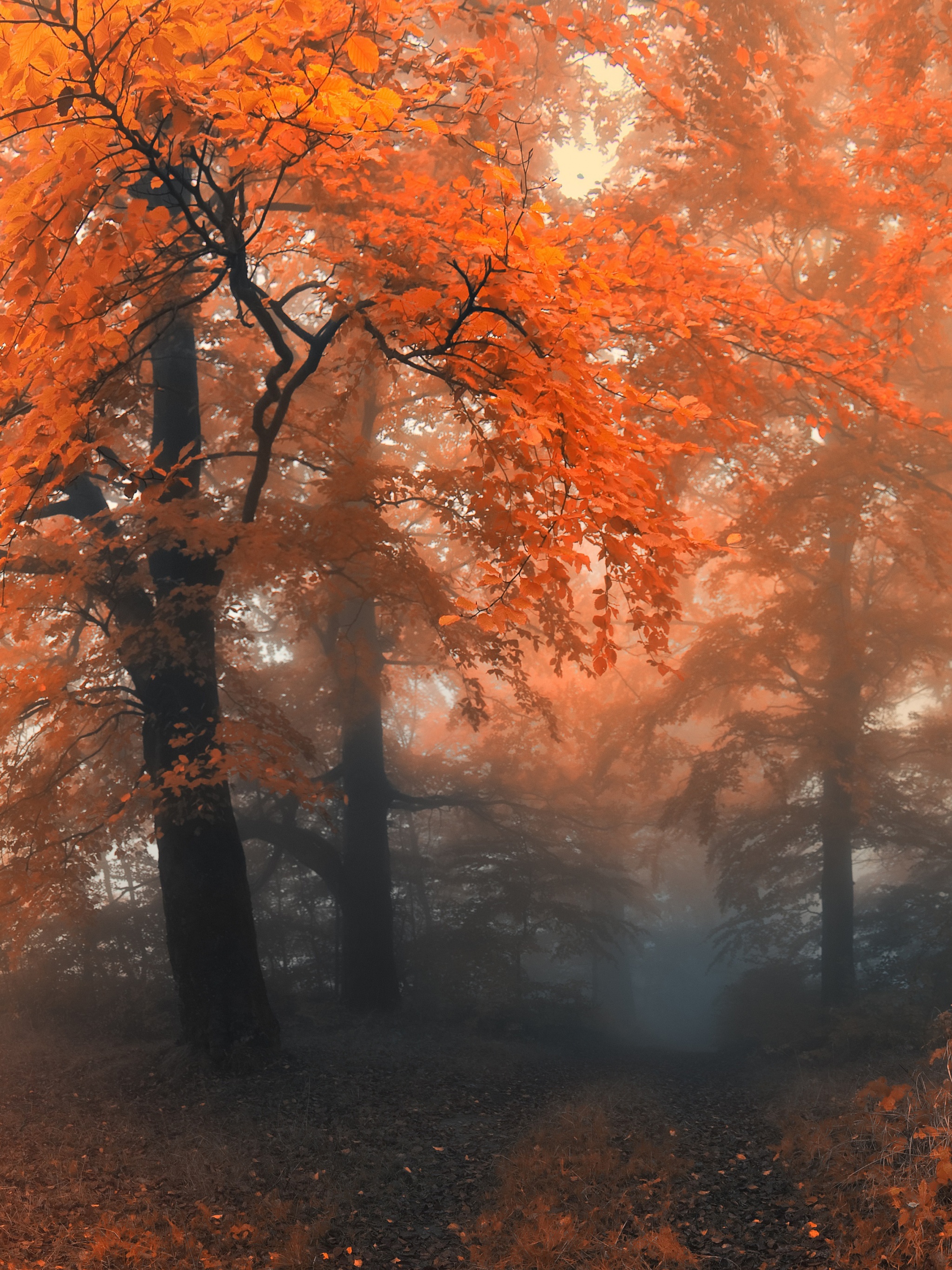 Autumn Colors And Fog