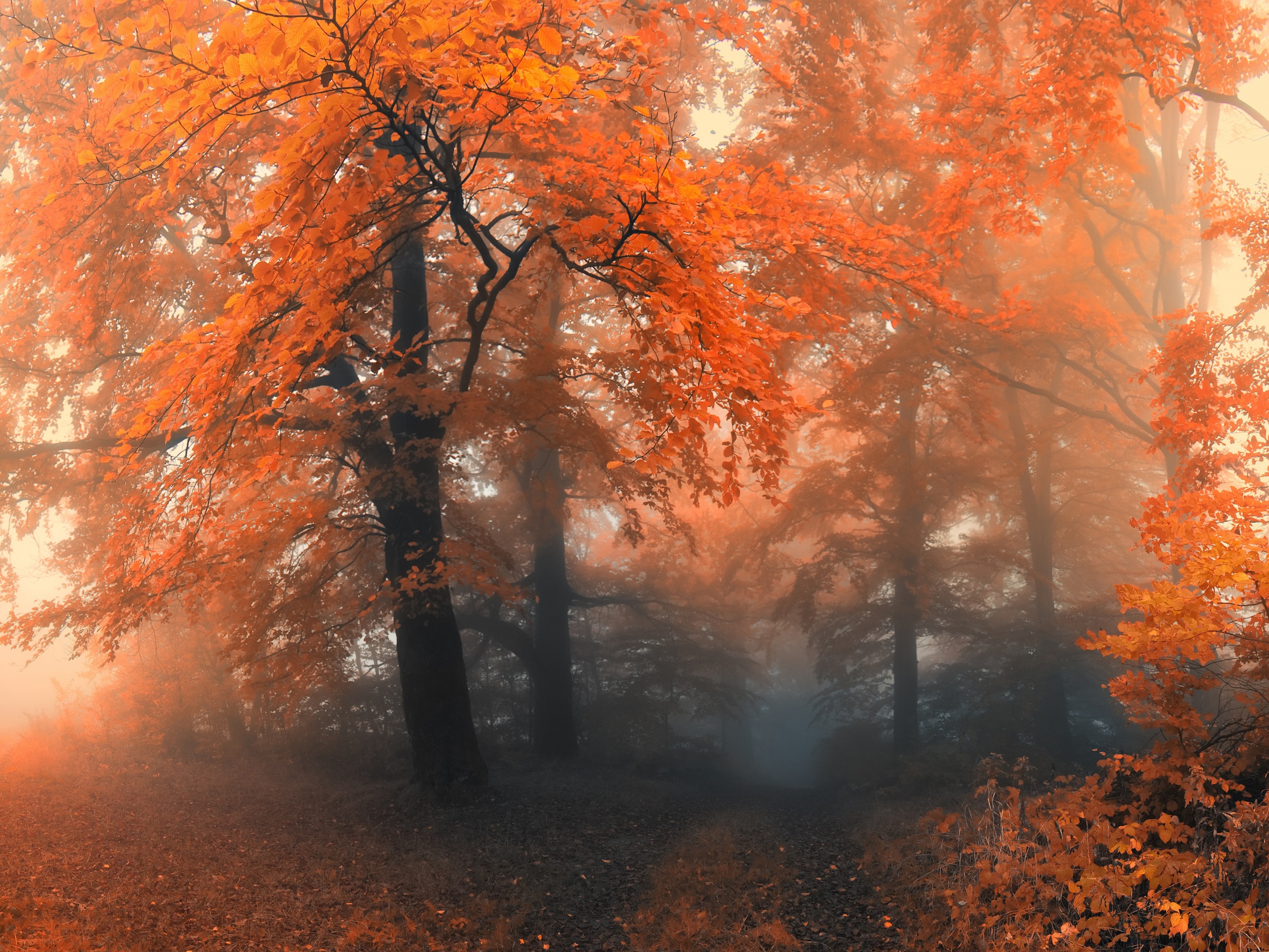 Autumn Colors And Fog